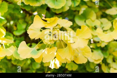 Gingko Biloba 'Kariken' nella botanica in autunno. Primo piano di belle foglie gialle e verdi. Foto Stock