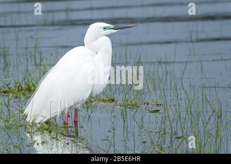 Grande egret, adulto nell'allevamento piumaggio in piedi in alow acqua, Nuova Zelanda Foto Stock