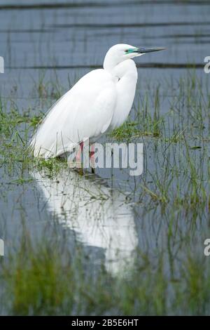 Grande egret, adulto nell'allevamento piumaggio in piedi in alow acqua, Nuova Zelanda Foto Stock