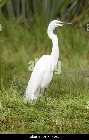 Grande egret, adulto nell'allevamento piumaggio in piedi in alow acqua, Nuova Zelanda Foto Stock