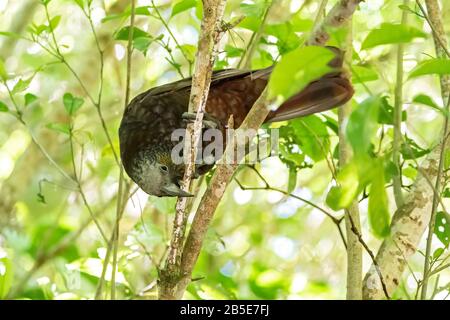 Kaka, Nestor meridiionalis, adulto arroccato in albero nella foresta, Nuova Zelanda Foto Stock