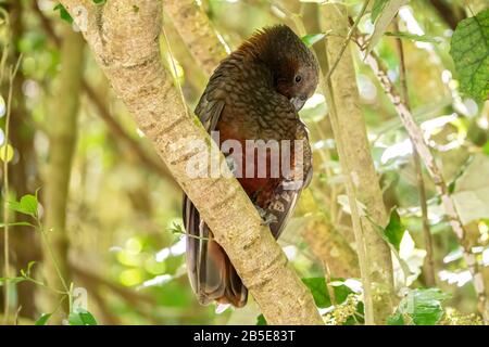 Kaka, Nestor meridiionalis, adulto arroccato in albero nella foresta, Nuova Zelanda Foto Stock
