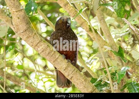 Kaka, Nestor meridiionalis, adulto arroccato in albero nella foresta, Nuova Zelanda Foto Stock