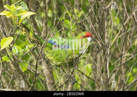 Parrocchetto coronato rosso, Cyanoramphus novaezelandiae, adulto arroccato in albero, Nuova Zelanda Foto Stock