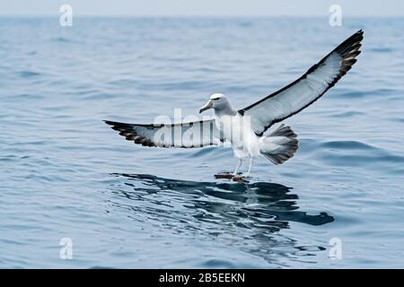 Shy albatross, Thalassarche cauta, adulto atterraggio sul mare, Kaikoura, South Island, Nuova Zelanda Foto Stock