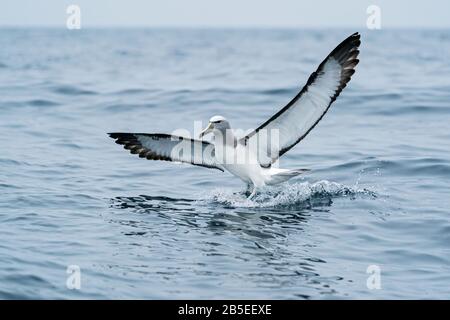 Shy albatross, Thalassarche cauta, adulto atterraggio sul mare, Kaikoura, South Island, Nuova Zelanda Foto Stock