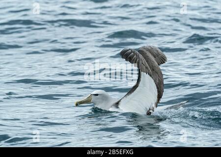 Shy albatross, Thalassarche cauta, adulto che vola sul mare, Kaikoura, South Island, Nuova Zelanda Foto Stock