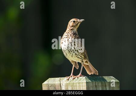 Canzone thrush, Turdus philomelos, adulto perching sul muro, Nuova Zelanda Foto Stock