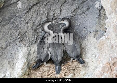 Avvistato shag, Phalacrocorax punctatus, pulcini al nido, testa di Taipoa, Nuova Zelanda Foto Stock