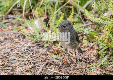 South Island robin, Petroica australia, adulto in piedi sul pavimento della foresta, Nuova Zelanda Foto Stock