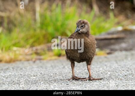 Weka, Gallirallus australis, pulcino singolo a piedi su breve vegetazione, Nuova Zelanda Foto Stock