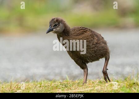 Weka, Gallirallus australis, pulcino singolo a piedi su breve vegetazione, Nuova Zelanda Foto Stock