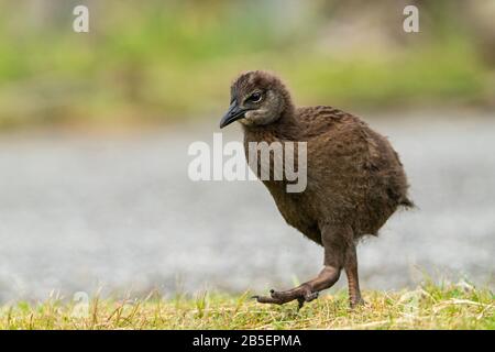 Weka, Gallirallus australis, pulcino singolo a piedi su breve vegetazione, Nuova Zelanda Foto Stock