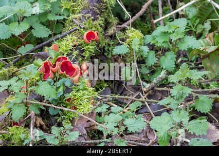 Scarlatto elfcup (Sarcoskypha austriaca) sottile corpo di frutta carnata vivace rosso superficie superiore pallido esterno e gambo corto. A forma di tazza quando non è deformata Foto Stock