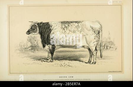 Devon Cow da Allevamento Bovino e caseificio. Pubblicato nel 1887 da Govt. Stampa. OFF. A Washington. Stati Uniti. Ufficio Di Commercio Estero (1854-1903) Foto Stock