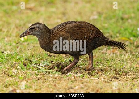 Weka, Gallirallus australis, adulto che cammina su vegetazione corta, Nuova Zelanda Foto Stock