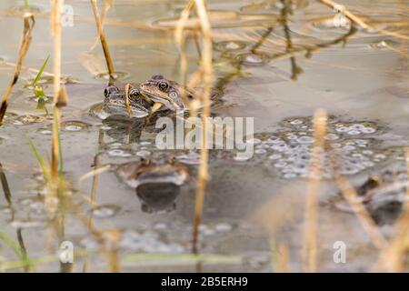 Rana rane comuni Rana temporaria e rana prime primavera accoppiamento stagione rane multiple accoppiamento e deposizione in piccolo stagno a riserva naturale. Foto Stock