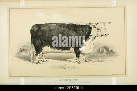 Hereford Cow da Allevamento Bovino e caseario. Pubblicato nel 1887 da Govt. Stampa. OFF. A Washington. Stati Uniti. Ufficio Di Commercio Estero (1854-1903) Foto Stock