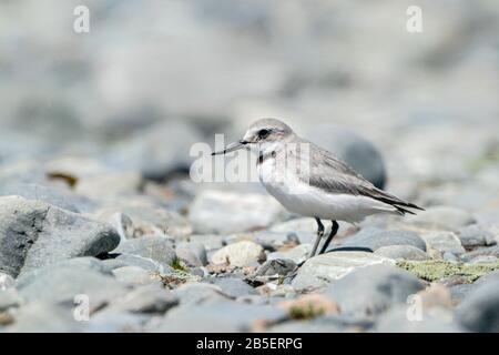 Wrybill, Anarhynchis frontalis, in piedi su pietre sul fiume intrecciato, South Island, Nuova Zelanda Foto Stock