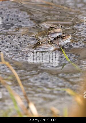 Rana rane comuni Rana temporaria e rana prime primavera accoppiamento stagione rane multiple accoppiamento e deposizione in piccolo stagno a riserva naturale. Foto Stock