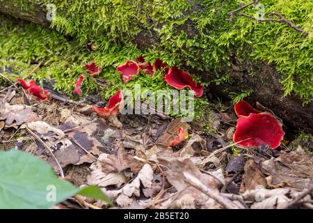 Scarlatto elfcup (Sarcoskypha austriaca) sottile corpo di frutta carnata vivace rosso superficie superiore pallido esterno e gambo corto. A forma di tazza quando non è deformata Foto Stock