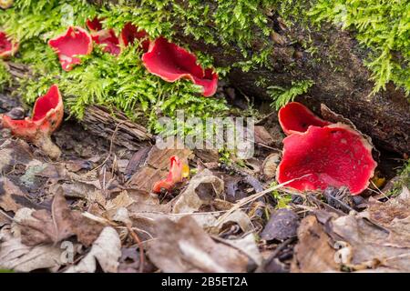 Scarlatto elfcup (Sarcoskypha austriaca) sottile corpo di frutta carnata vivace rosso superficie superiore pallido esterno e gambo corto. A forma di tazza quando non è deformata Foto Stock