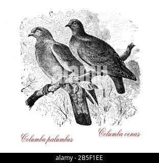 Columba palumbus o comune piccione di legno, chiamato culver piccione nel sud-est dell'Inghilterra, spesso urbanizzato colomba enas o colomba stock è simile e nidi soprattutto in quercia, pino o in scogliere costiere buchi. Foto Stock