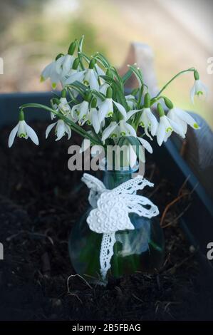 Bouquet di splendide gocce di neve in vaso di vetro. Prima primavera fiori. Regalo di gocce di neve Foto Stock