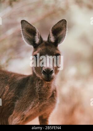 Un canguro che posa per la macchina fotografica sotto alcuni alberi nella natura selvaggia vicino Perth, Australia Foto Stock