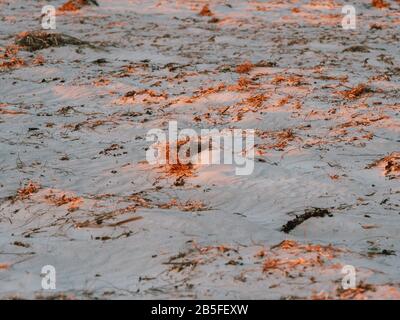 Paesaggio sabbioso all'alba in Australia Foto Stock