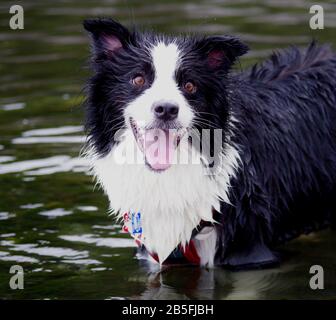 Collie di confine che si raffreddano nelle acque poco profonde del fiume Sagami, Prefettura di Kanagawa, Giappone Foto Stock