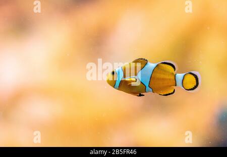 Primo piano del famoso nemo pesce pagliaccio allo zoo di Francoforte, Germania Foto Stock