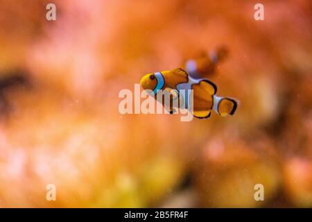 Primo piano del famoso nemo pesce pagliaccio allo zoo di Francoforte, Germania Foto Stock