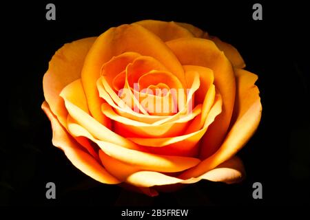 Bella rosa arancione su sfondo nero Foto Stock