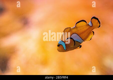 Primo piano del famoso nemo pesce pagliaccio allo zoo di Francoforte, Germania Foto Stock