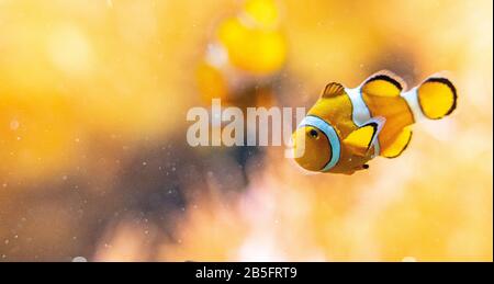 Primo piano del famoso nemo pesce pagliaccio allo zoo di Francoforte, Germania Foto Stock