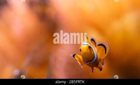 Primo piano del famoso nemo pesce pagliaccio allo zoo di Francoforte, Germania Foto Stock