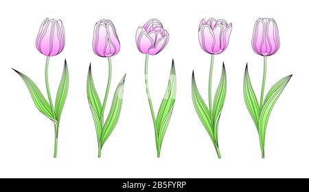 Raccolta Di Tulipani Vector Disegnati A Mano Con Stelo E Foglia. Set Di Diversi Fiori Di Sorgente Acquerello. Tulip Sketch Clipart. Piuma Bl Illustrazione Vettoriale