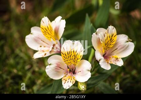 Lily degli Incas nel giardino Foto Stock