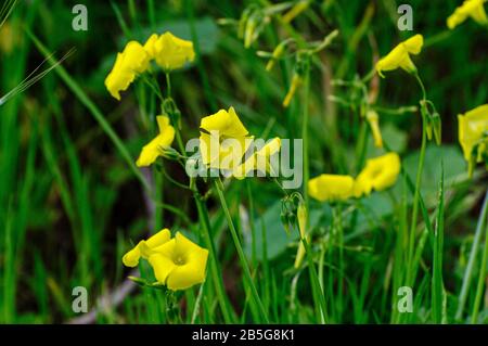 Oxalis pes-caprae (Bermuda buttercup, legno africano-sorrel, Bermuda sorrel, Buttercup oxalis, Cape sorrel, inglese erbaccia di capra, piedi, Sourgrass, Sourso Foto Stock