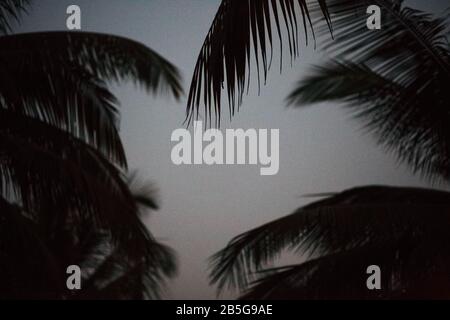Palm albero sfondo bianco e nero ombra silhouette bella foglia cocco sulla spiaggia natura sfocatura ramo scuro modello giorno a tropicale, vintage, su Foto Stock