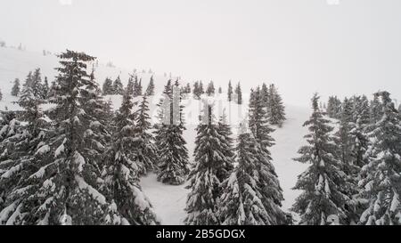 Alti e densi vecchi alberi di abete rosso crescono su un pendio nevoso in montagna in un giorno nuvoloso nebbioso inverno. Il concetto della bellezza della foresta invernale e pr Foto Stock