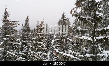 Alti e densi vecchi alberi di abete rosso crescono su un pendio nevoso in montagna in un giorno nuvoloso nebbioso inverno. Il concetto della bellezza della foresta invernale e pr Foto Stock