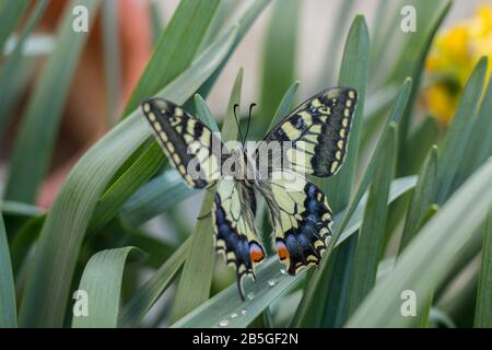 una bella farfalla swallowtail sui fiori di narciso Foto Stock