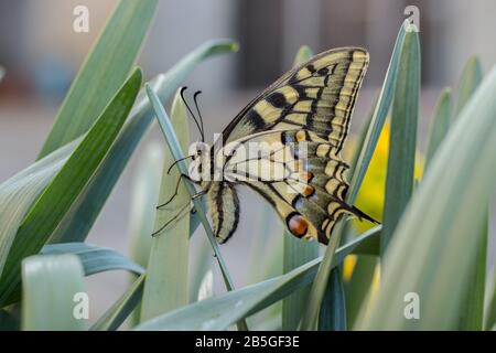 una bella farfalla swallowtail sui fiori di narciso Foto Stock