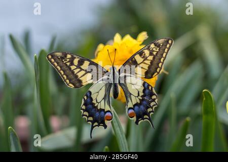 una bella farfalla swallowtail sui fiori di narciso Foto Stock