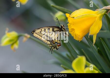 una bella farfalla swallowtail sui fiori di narciso Foto Stock