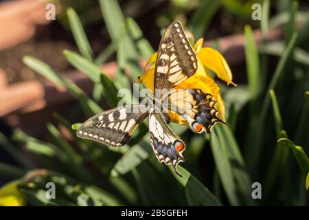 una bella farfalla swallowtail sui fiori di narciso Foto Stock