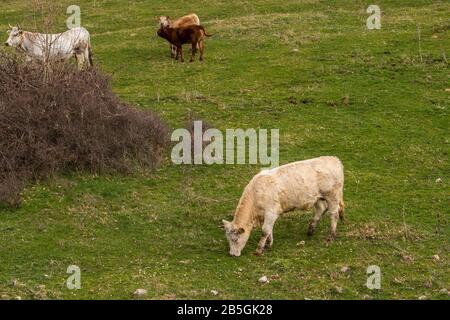 mucche e vitelli che pascolano al di fuori della stalla in terra in un giorno torbido Foto Stock