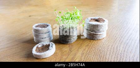 Compresse di cocco e torba pressate. Piantine crescenti in una compressa di torba. Piantine di Lobelia in una compressa di cocco su un tavolo di legno Foto Stock